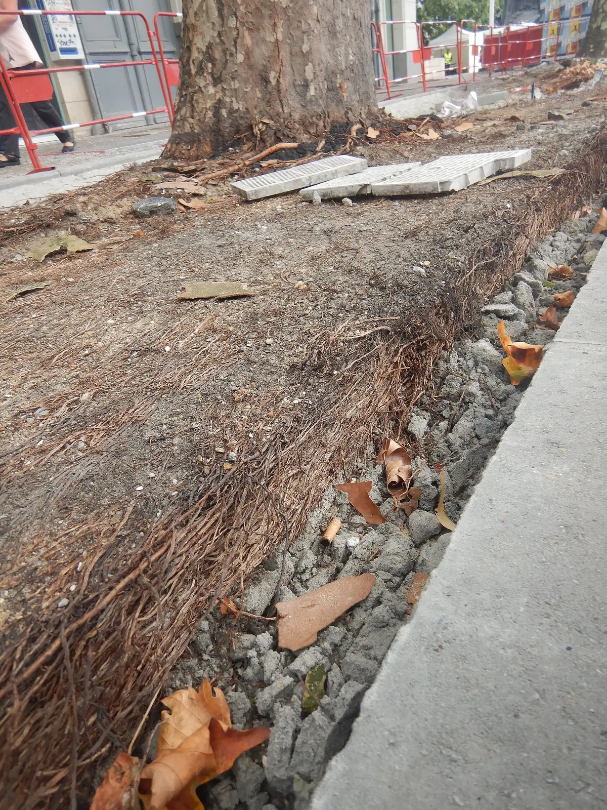 Blootgelegde boomwortels onder een verwijderd trottoir