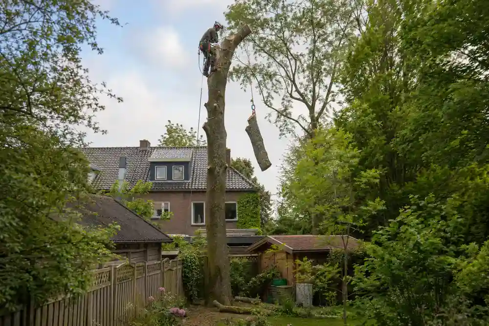 Boom wordt pas na de nodige controles vakkundig verwijderd