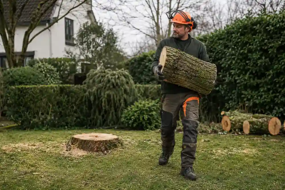 Boomverzorger voert een vers gezaagd stamdeel af
