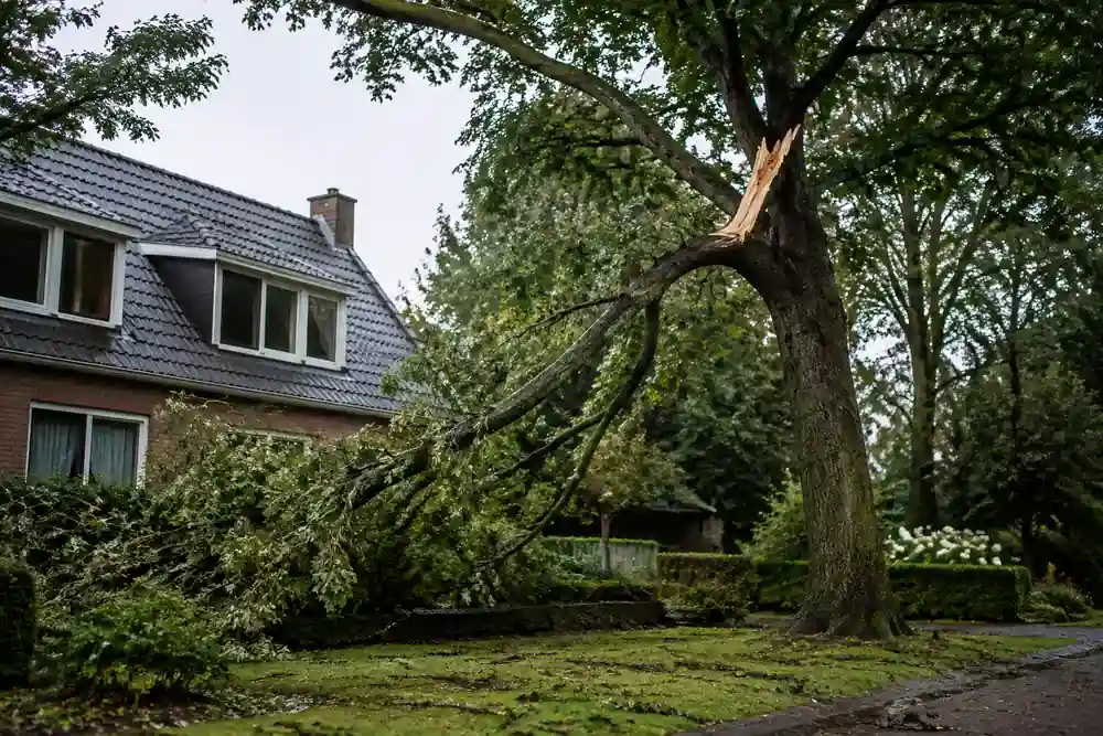 Boomkroon met een zware beschadigde tak die beoordeling nodig heeft