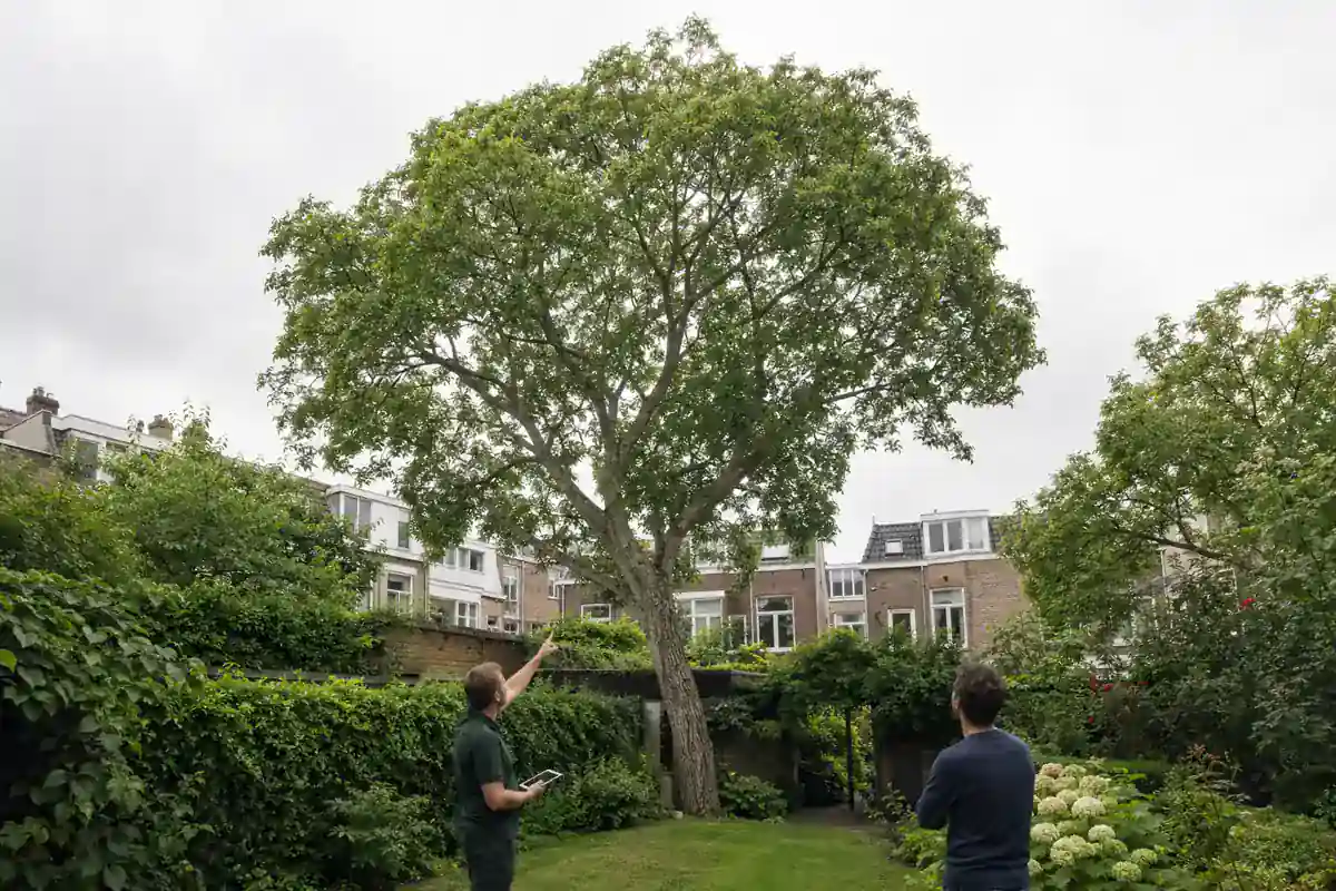 Boomverzorger bespreekt de omvang van de gewenste kroonsnoei in Utrecht